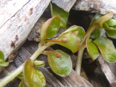 Epilobium nerteroides