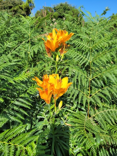Lilium bulbiferum