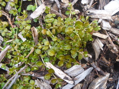 Epilobium nerteroides