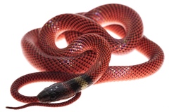 Oxyrhopus melanogenys