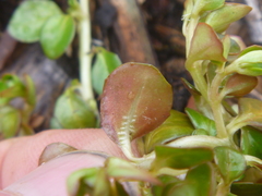 Epilobium nerteroides
