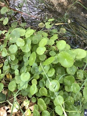 Hydrocotyle tribotrys