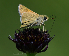 Hesperia attalus slossonae