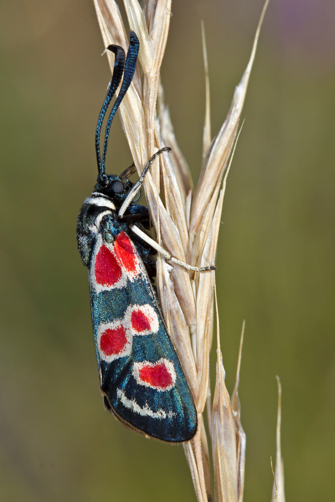 Zygaena occitanica