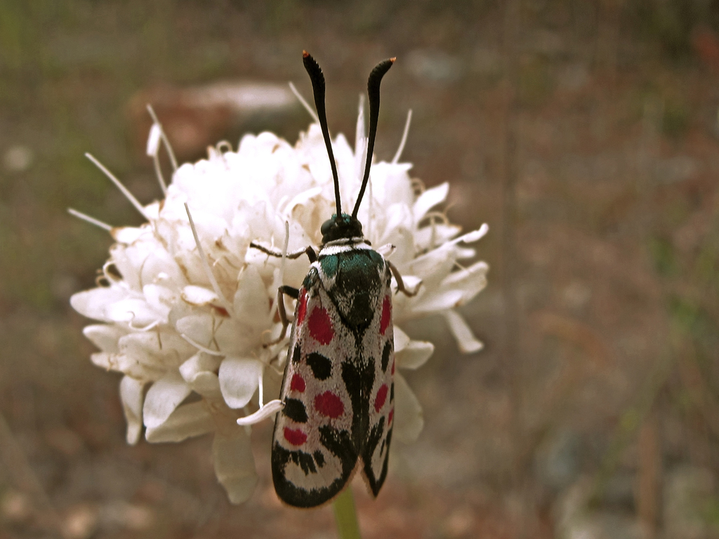 Mediterranean Burnet