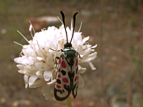 Mediterranean Burnet