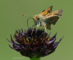 Hesperia attalus slossonae