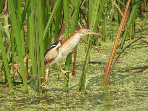Least Bittern photographed in Wisconsin