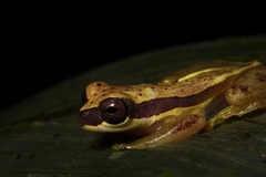 Dendropsophus rhodopeplus