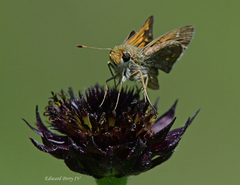 Hesperia attalus slossonae