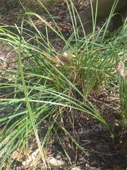 Carex barrattii