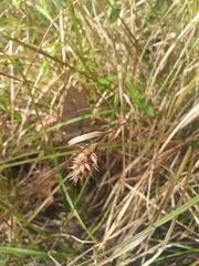 Carex bullata