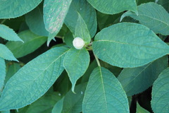 Hydrangea involucrata