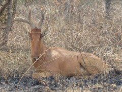 Alcelaphus buselaphus lelwel