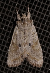 Lithophane patefacta