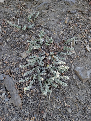 Gray's bedstraw (Galium grayanum)