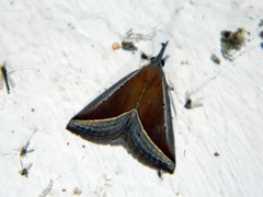 Hypena conscitalis