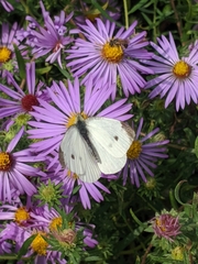 Pieris rapae