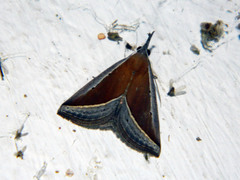 Hypena conscitalis