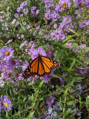Danaus plexippus