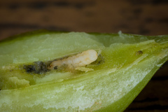 Neolasioptera boehmeriae