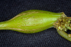 Neolasioptera boehmeriae