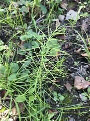 Equisetum sylvaticum