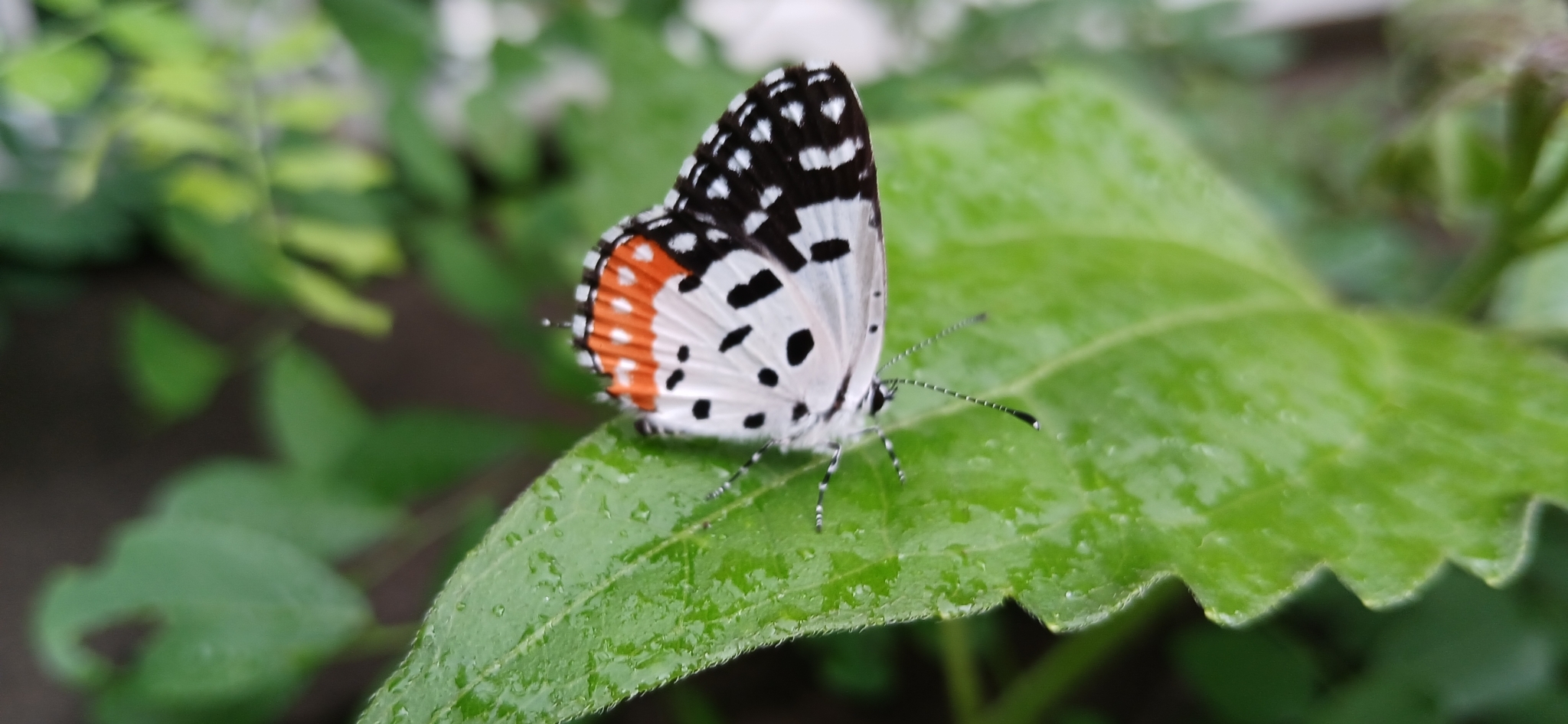 Red Pierrot
