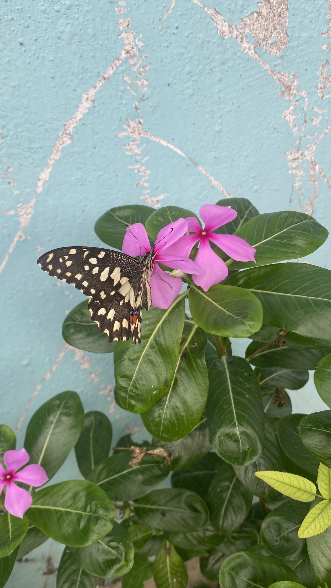 Lime Swallowtail