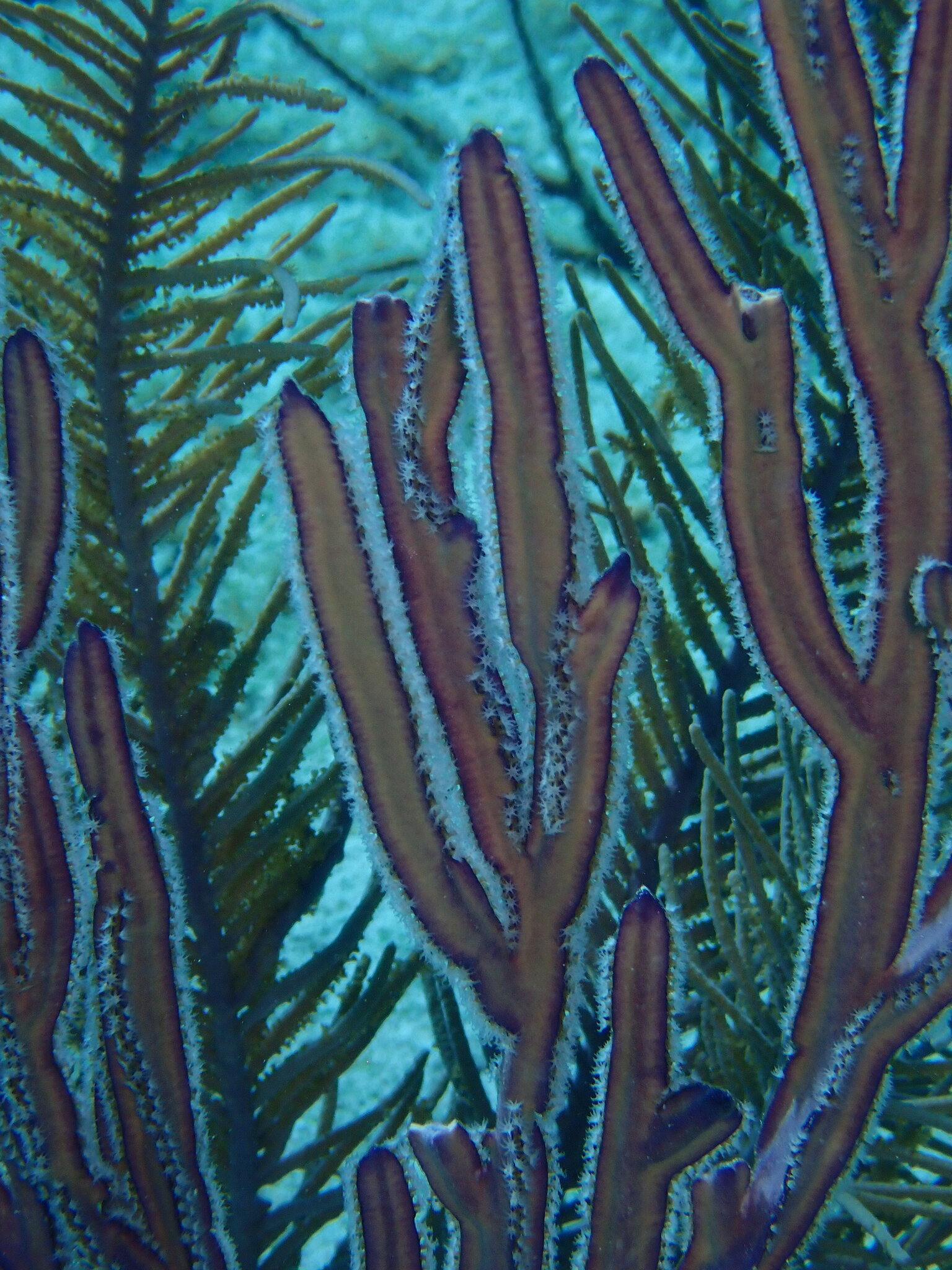 Pterogorgia anceps (Pallas, 1766)