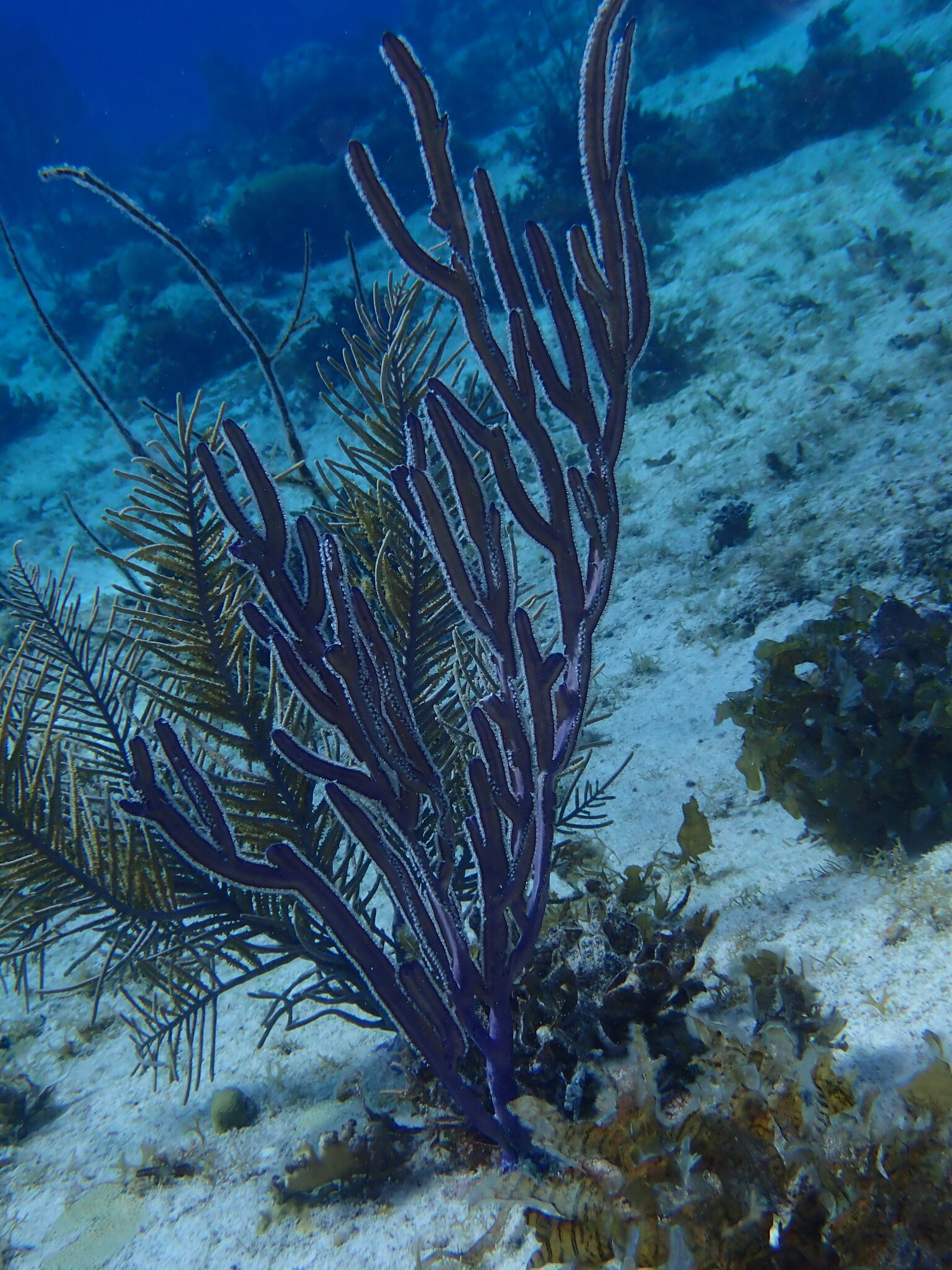 Pterogorgia anceps (Pallas, 1766)
