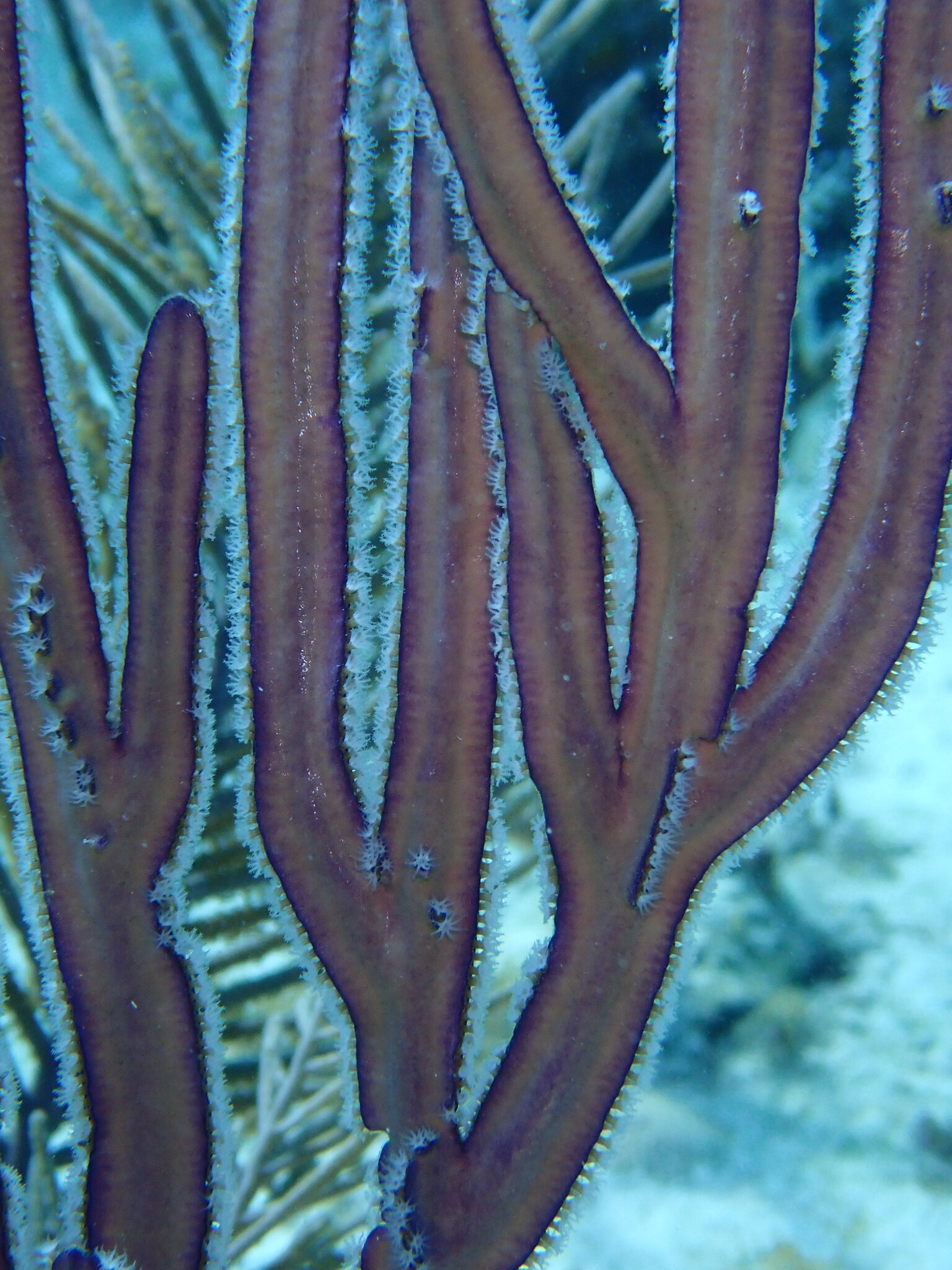Pterogorgia anceps (Pallas, 1766)