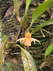 Bulbophyllum lobbii, photograph (c) alanbedfordshaw, some rights reserved (CC BY-SA)
