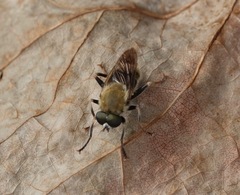 Pterallastes thoracicus