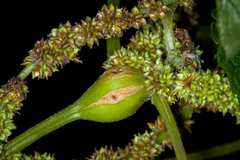 Neolasioptera boehmeriae