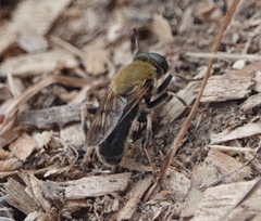 Pterallastes thoracicus