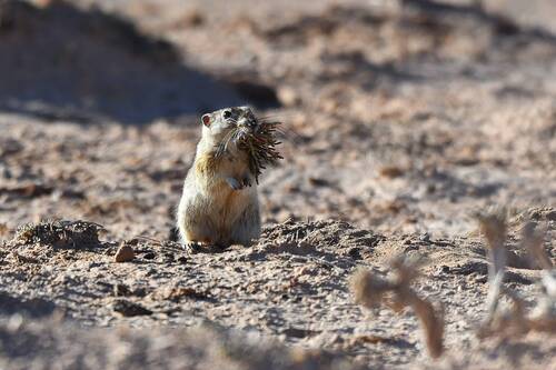 Fat Sand Rat