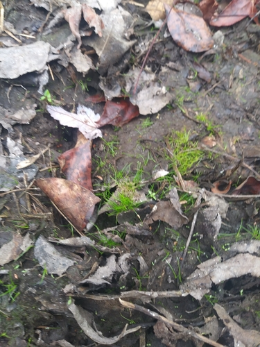 Harper's Fimbry (Fimbristylis perpusilla)