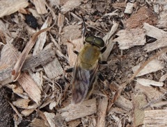 Pterallastes thoracicus