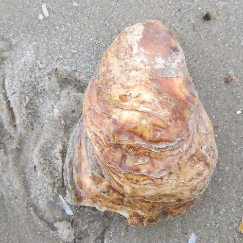 Foto de Ostra europea plana (Ostrea edulis)