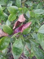 Vaccinium caesariense