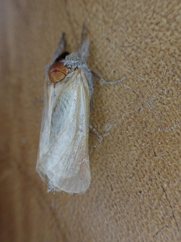iNaturalist observation photo of Butterflies and Moths