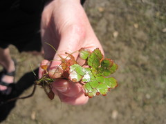 Ludwigia sedoides