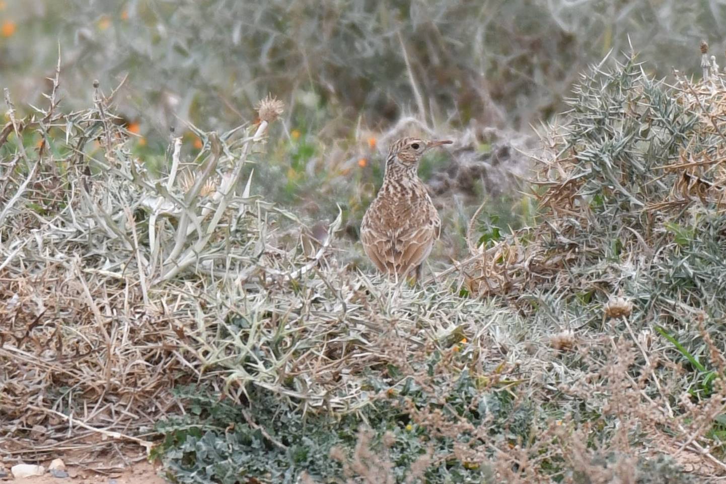 Dupont's Lark illustration