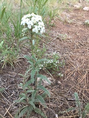 Achillea millefolium