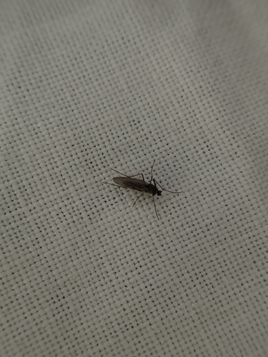 iNaturalist observation photo of Non-biting Midges