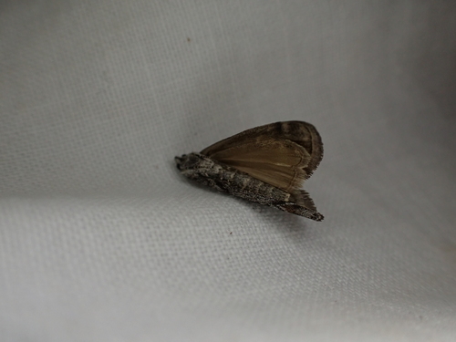 iNaturalist observation photo of Butterflies and Moths