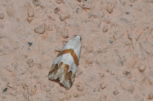 Eublemma candidana