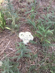 Achillea millefolium