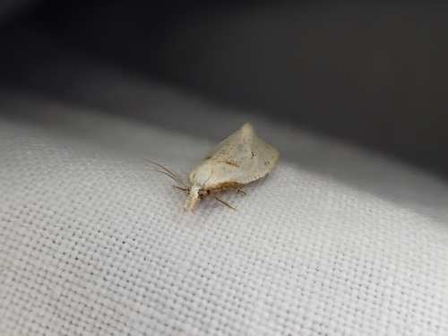 iNaturalist observation photo of Cochylina